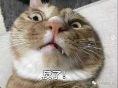 为何猫咪不喜被主人亲吻？极悦娱乐食品