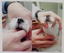 狗狗喂药小技巧！ 极悦娱乐食品