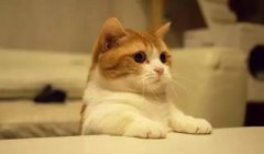 猫这种动物，一旦碰上，就再也戒不了了 极悦宠