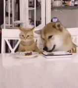 猫粮狗粮可以混吃吗？ 极悦娱乐食品