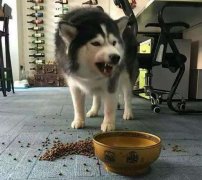这些错误喂食习惯，别再犯了  极悦娱乐食品