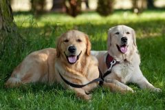 冬去春来，狗狗的护理攻略也来啦！ 极悦娱乐食