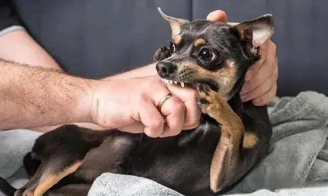 极悦娱乐