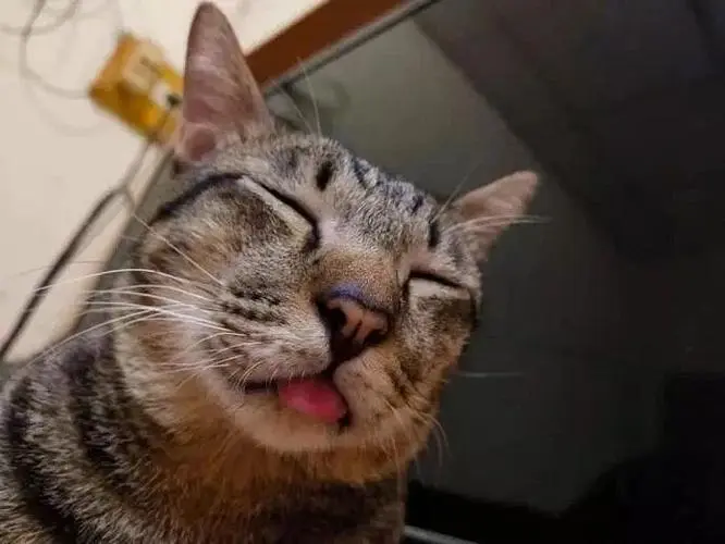 极悦娱乐