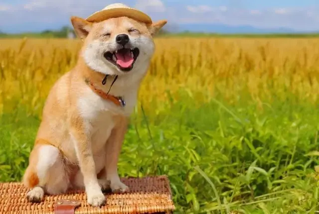 极悦娱乐