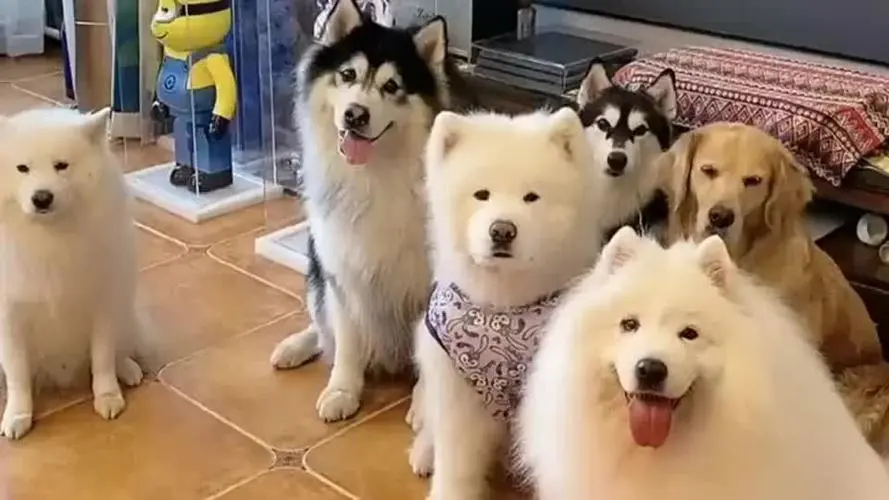 极悦娱乐