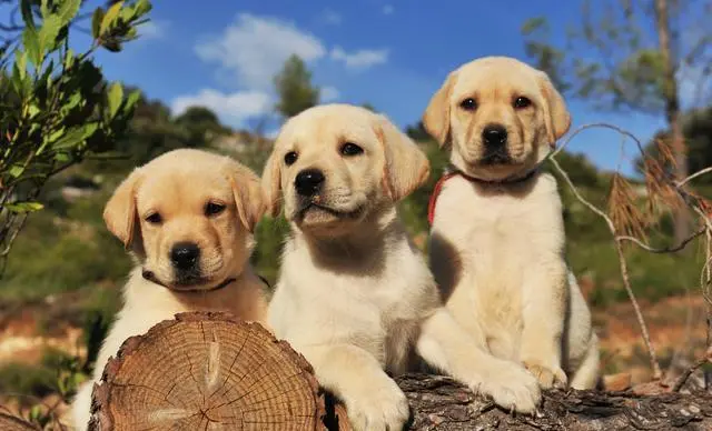 极悦娱乐