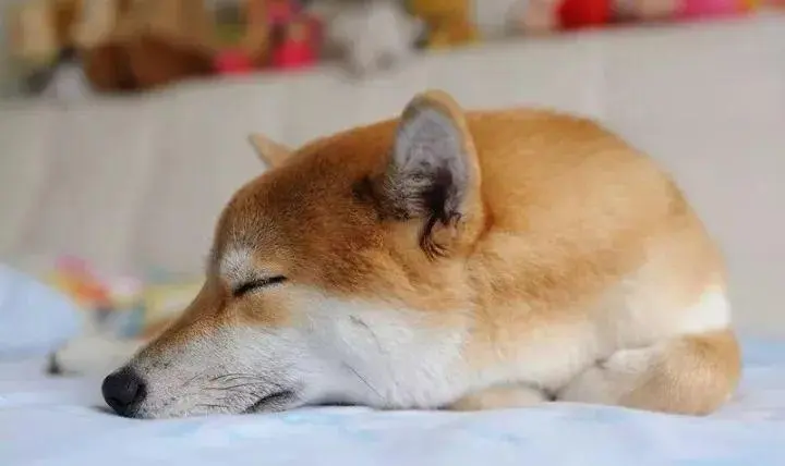 极悦娱乐