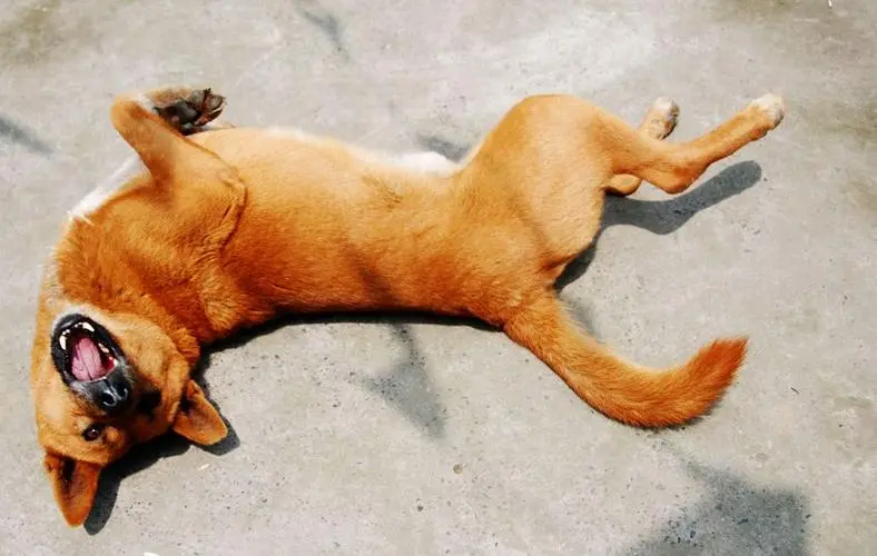 极悦娱乐