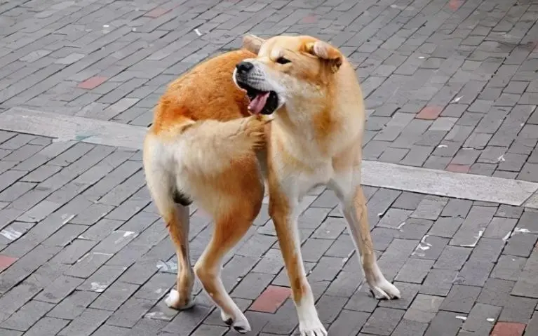极悦娱乐