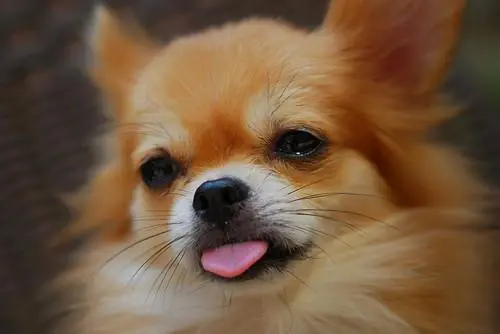 极悦娱乐
