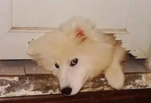 极悦娱乐