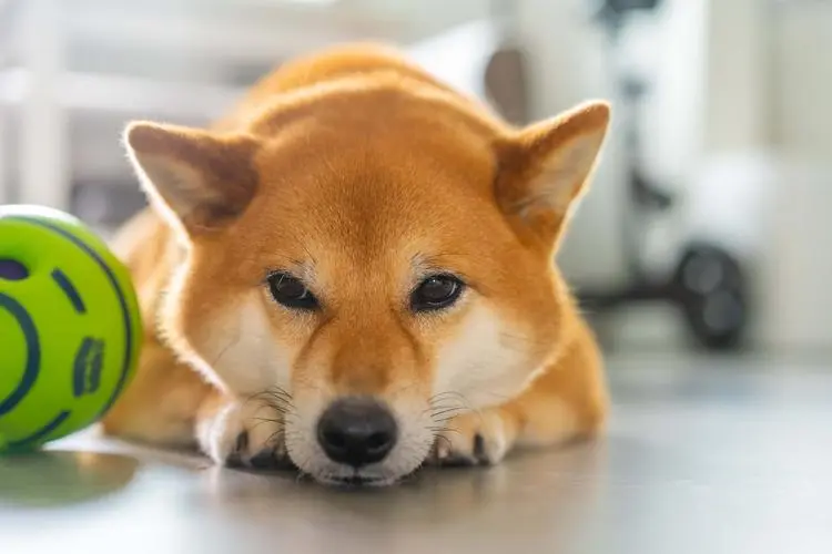 极悦娱乐