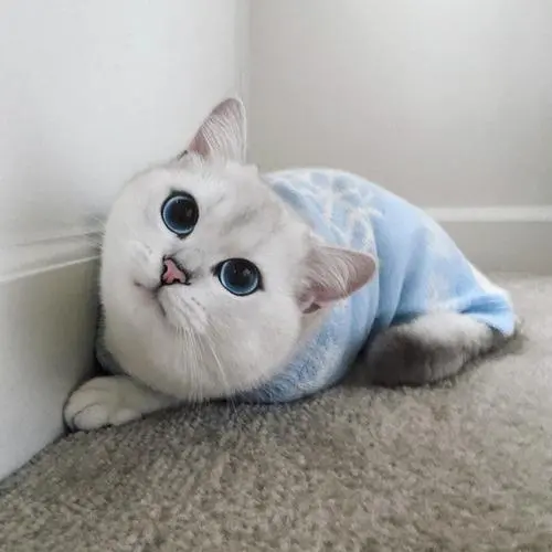 极悦娱乐
