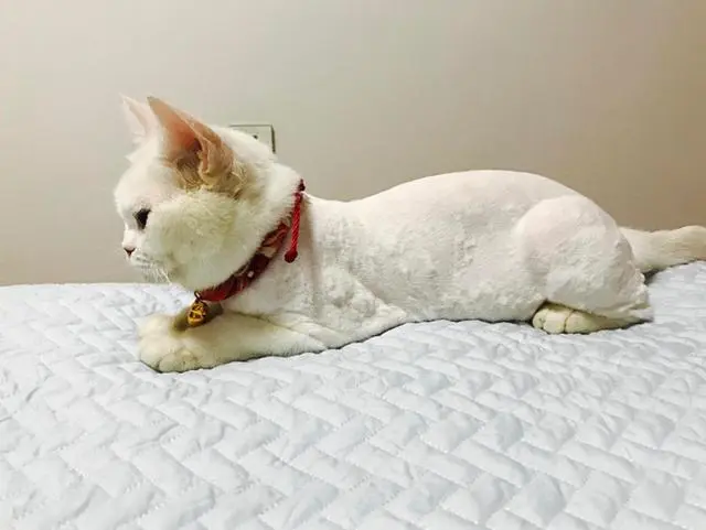 极悦娱乐